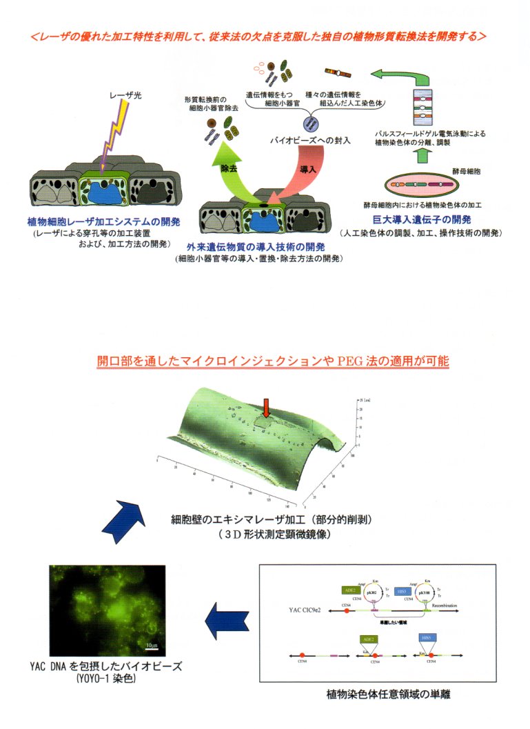 特殊レーザ加工技術を応用した新しい植物形質転換法の開発