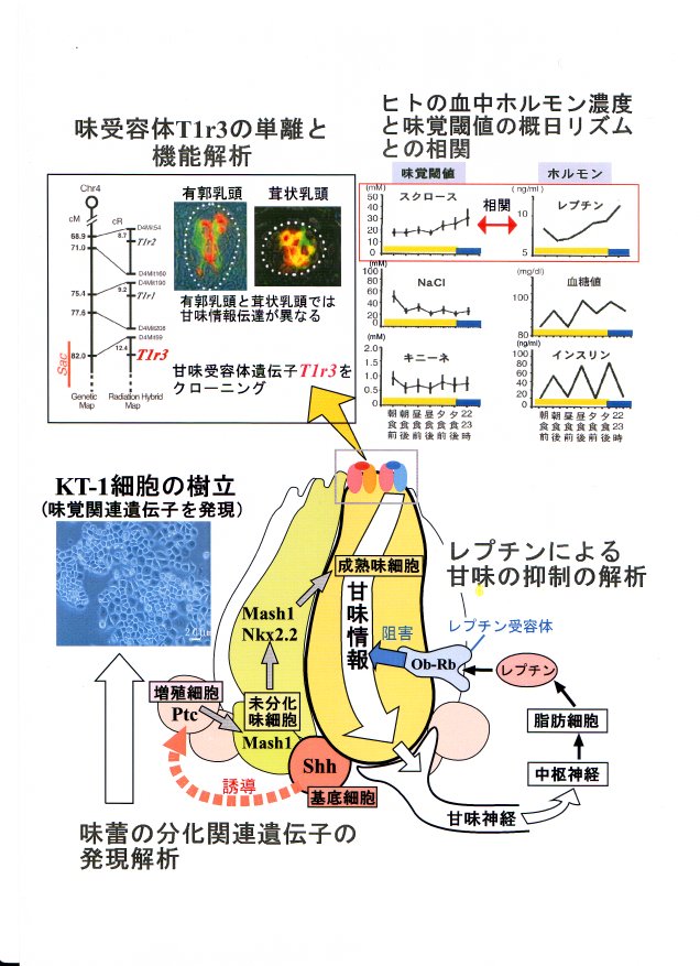 味覚応答の発現機序の解明