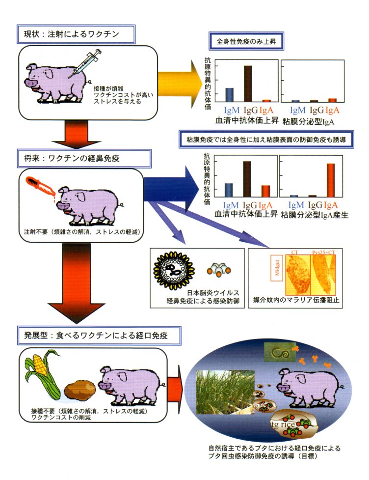 遺伝子導入作物を用いた新しい家畜疾病予防法の開発