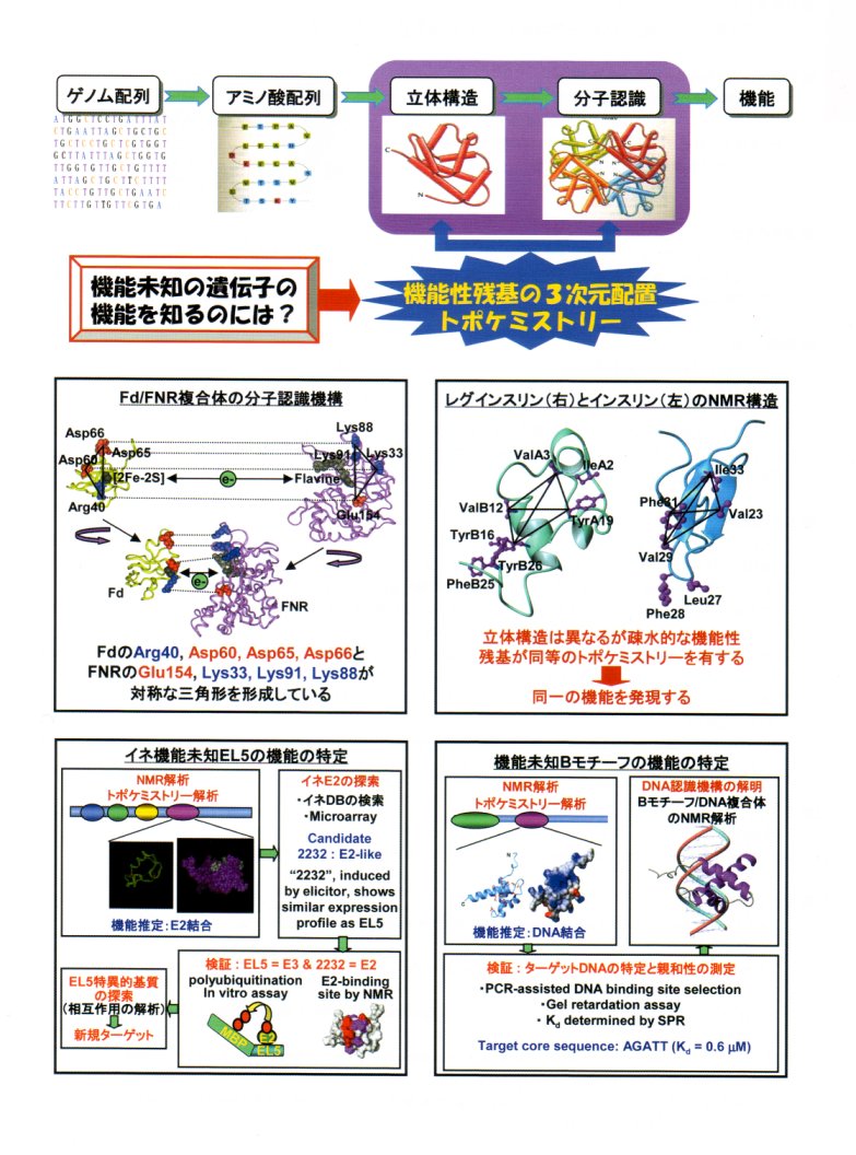 NMRによる機能未知タンパク質の動的構造解析と機能の推定に関する基礎的研究