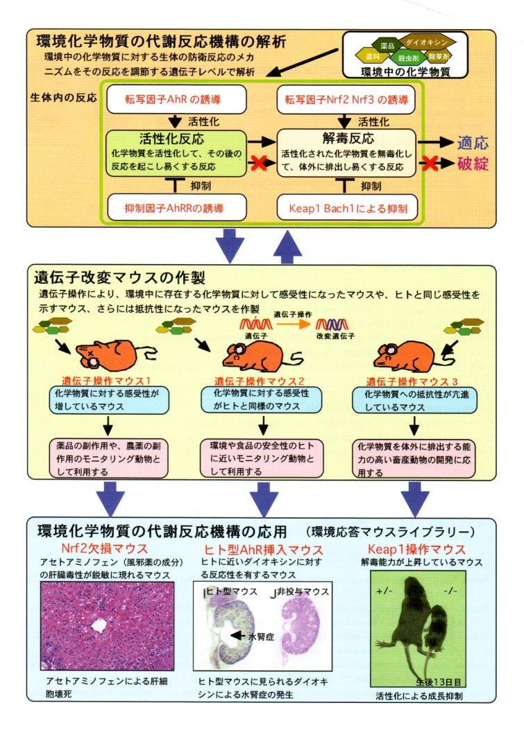 環境化学物質応答の分子機構の解明