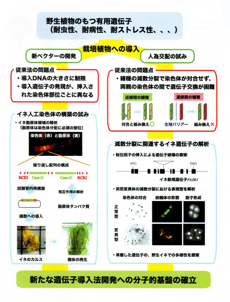 穀類細胞への新たな遺伝子導入法の開発