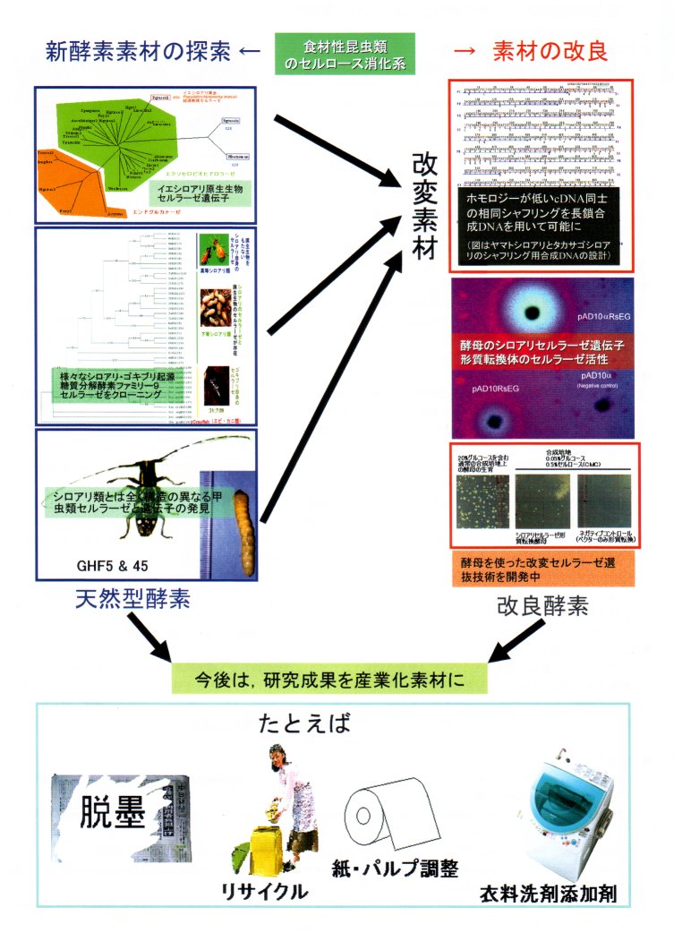 進化工学手法によるシロアリセルラーゼの改変と高効率セルロース糖化系の開発