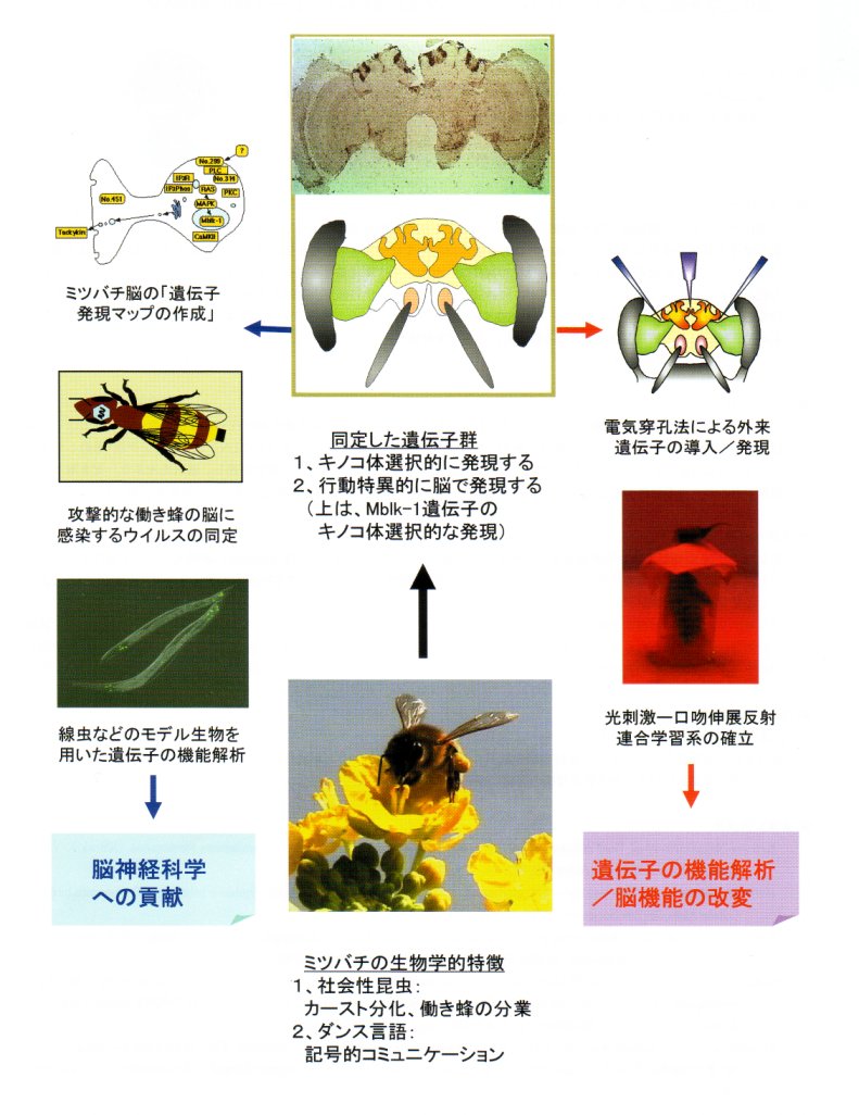 ミツバチの脳機能に働く遺伝子を利用した新品種開発等に関する基礎的研究