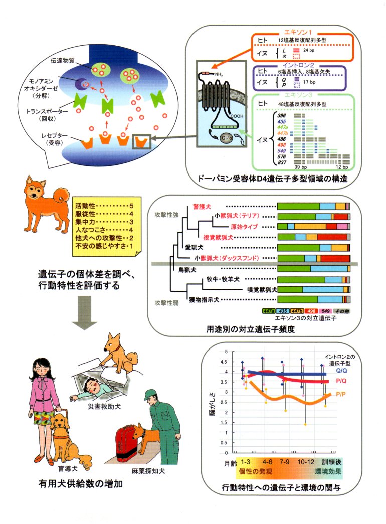 行動特性の育種改良を目指した,家畜の脳内物質関連遺伝子の解析