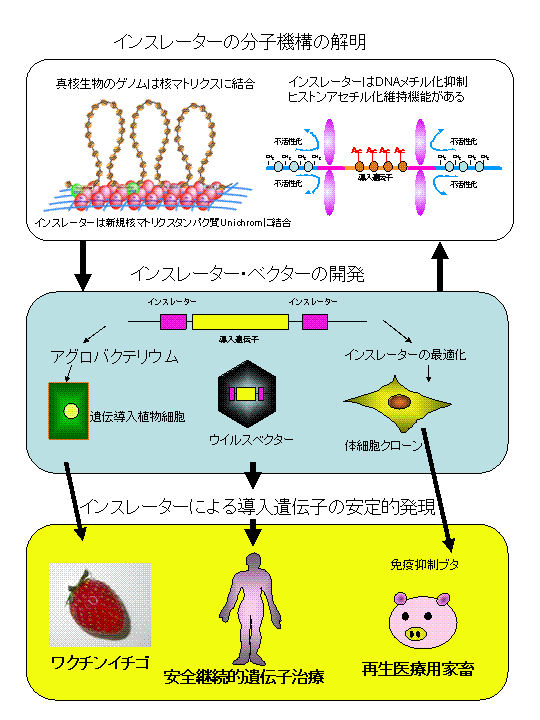 インスレーターの作用機構の解明と有用生物作出技術の開発