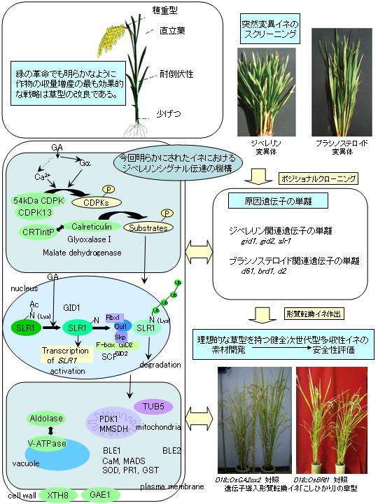 植物ホルモン情報伝達の分子機構解明による植物機能改変「形態形成の人為的コントロールを目指して」