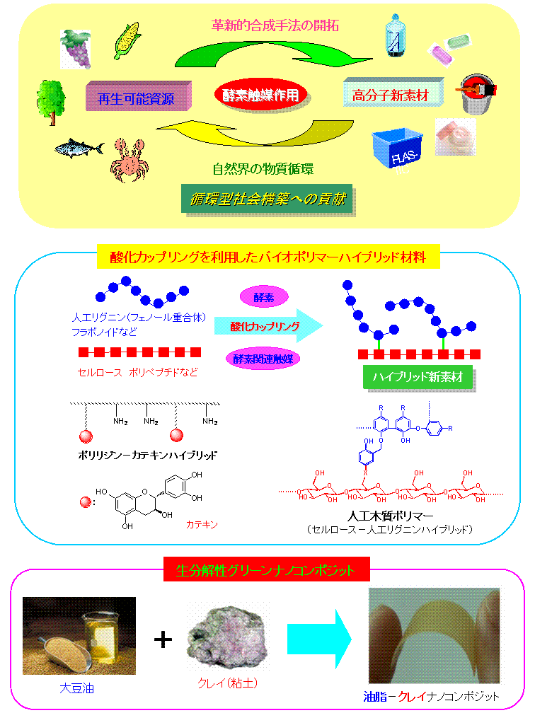 生体関連触媒を用いる植物資源からの高分子新素材の創出