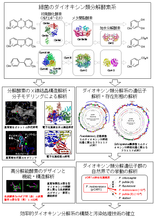 ダイオキシン類の微生物分解系を用いた環境修復のための基盤研究