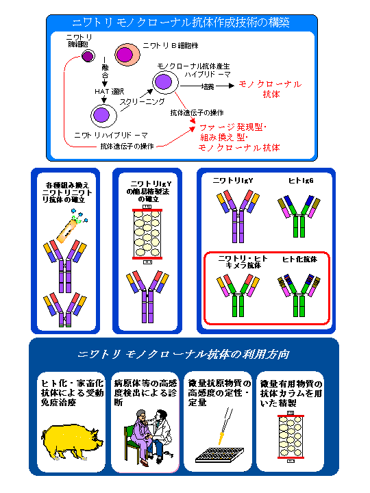 ニワトリモノクローナル抗体の新しい作成技術・実用化技術の開発に関する研究