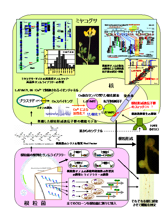 マメ科植物等のゲノム分析による根粒形成機構の系統的解明