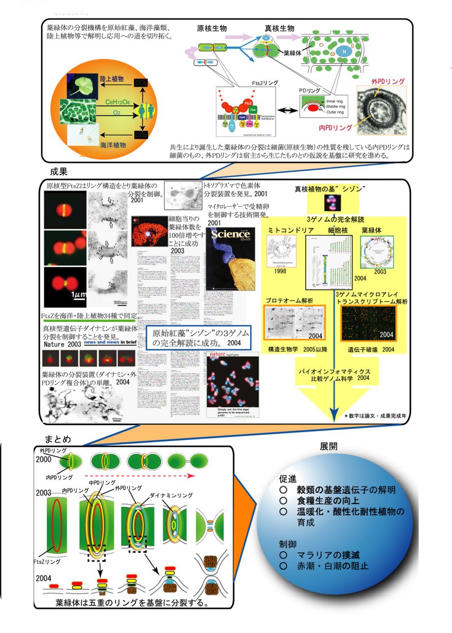 葉緑体の増殖制御技術の開発と応用に関する先導的研究