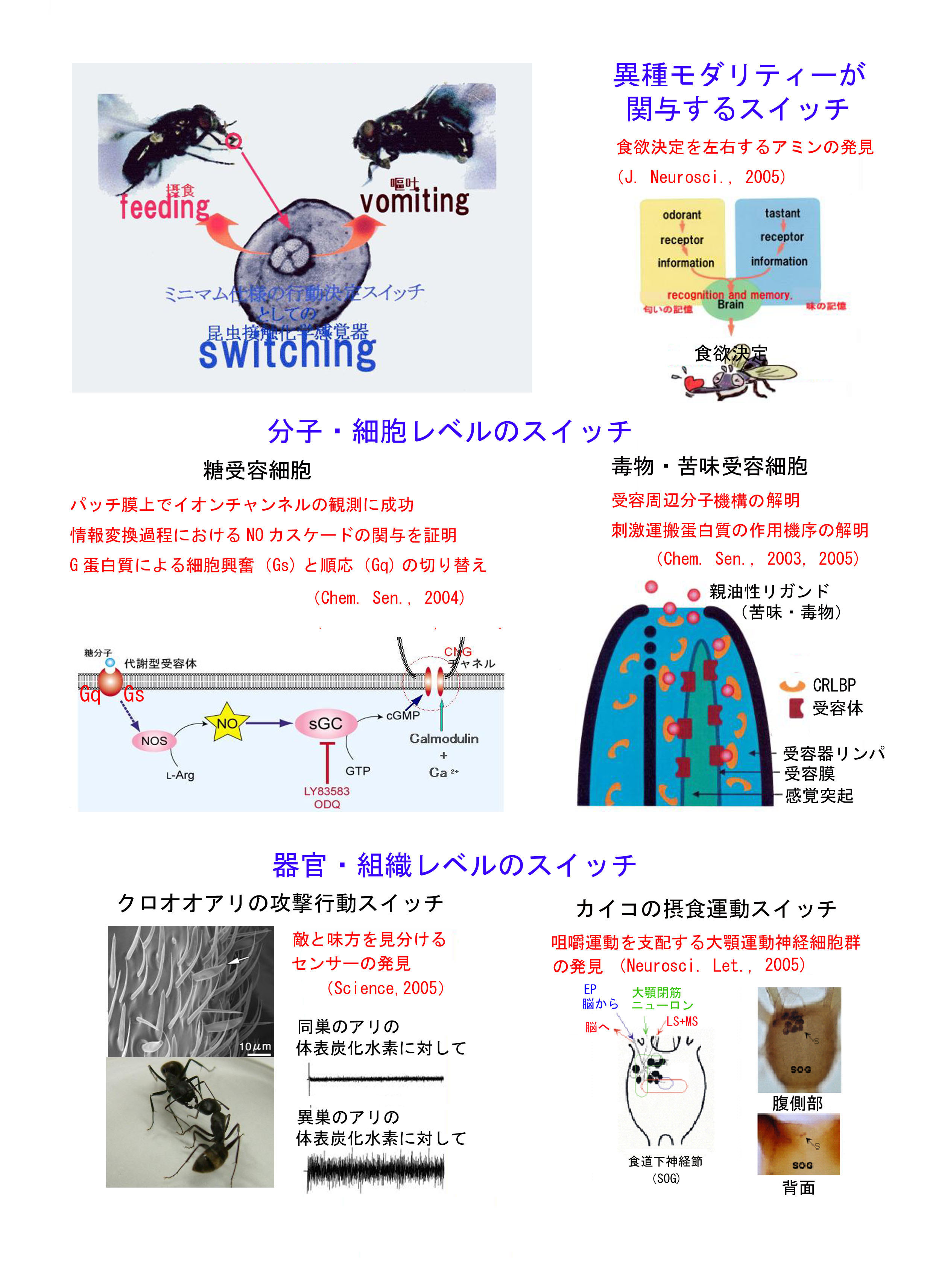 化学環境認識に基づく「昆虫行動決定スイッチングシステム」の解明