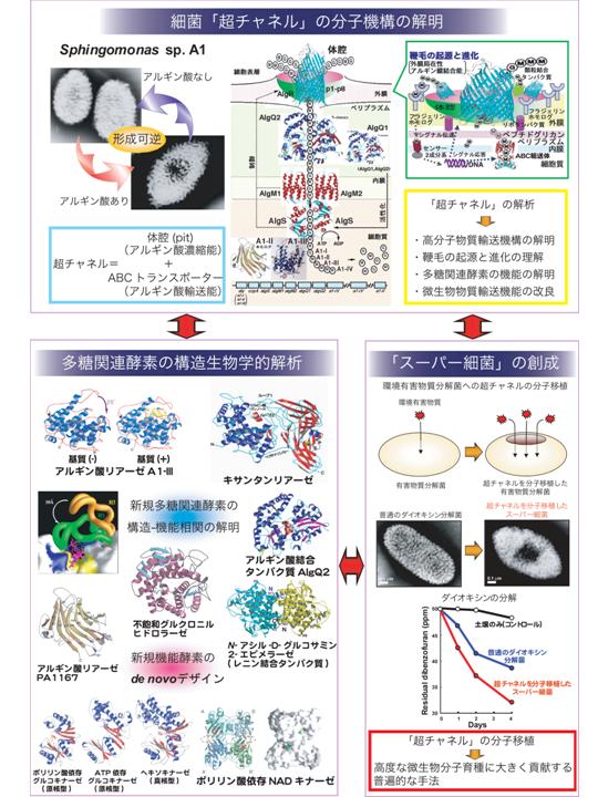 細菌「超チャネル」の構造生物学的解析と環境浄化型「スーパー細菌」の創成