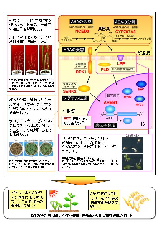 植物ホルモンアブシジン酸の制御機構の解明とバイオテクノロジーへの応用