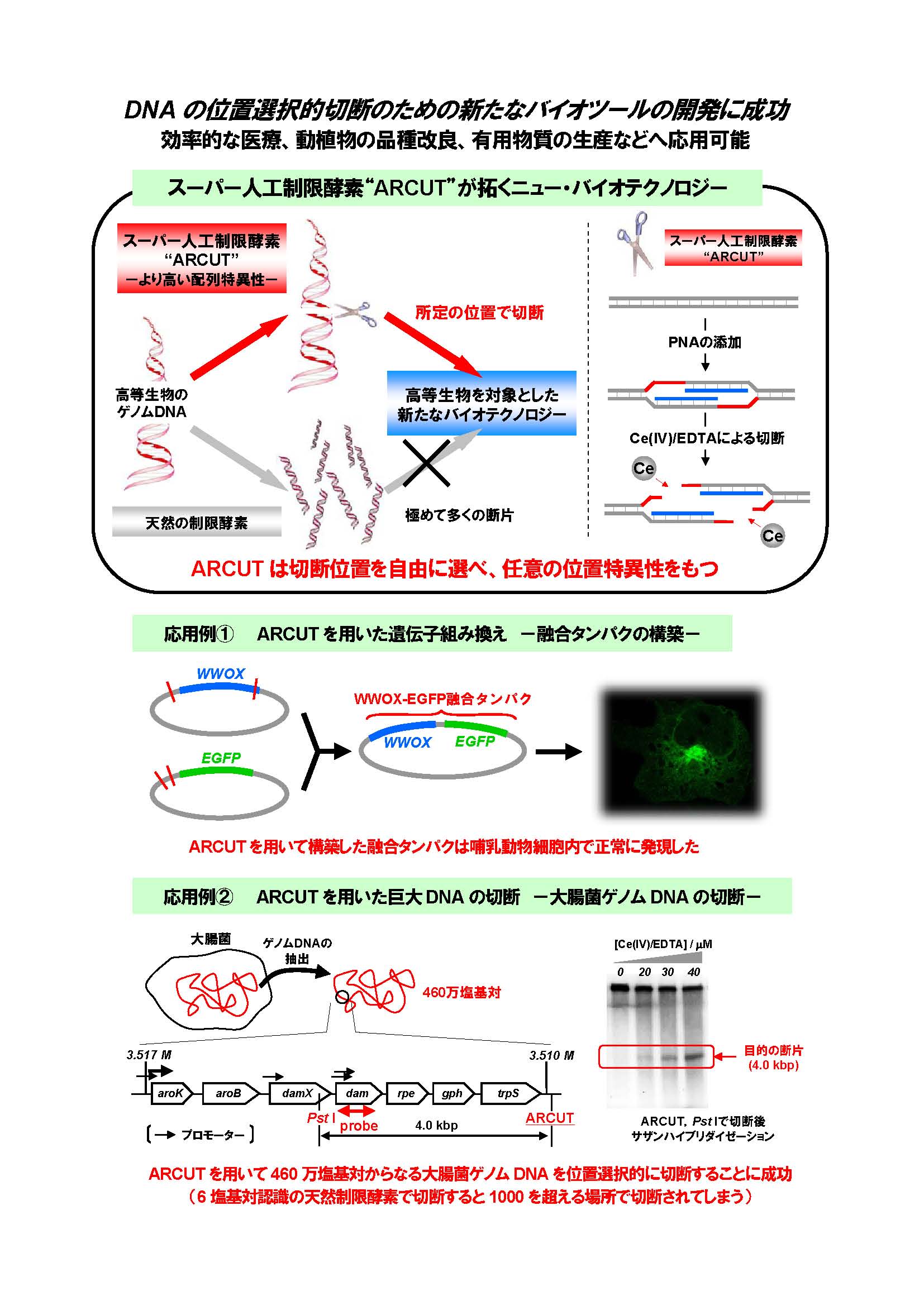 人口制限酵素を用いた高等生物の遺伝子操作とニュー・バイオテクノロジーの創成