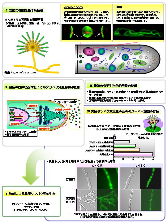 タンパク質工場としての糸状菌の高度利用に関する基盤的研究