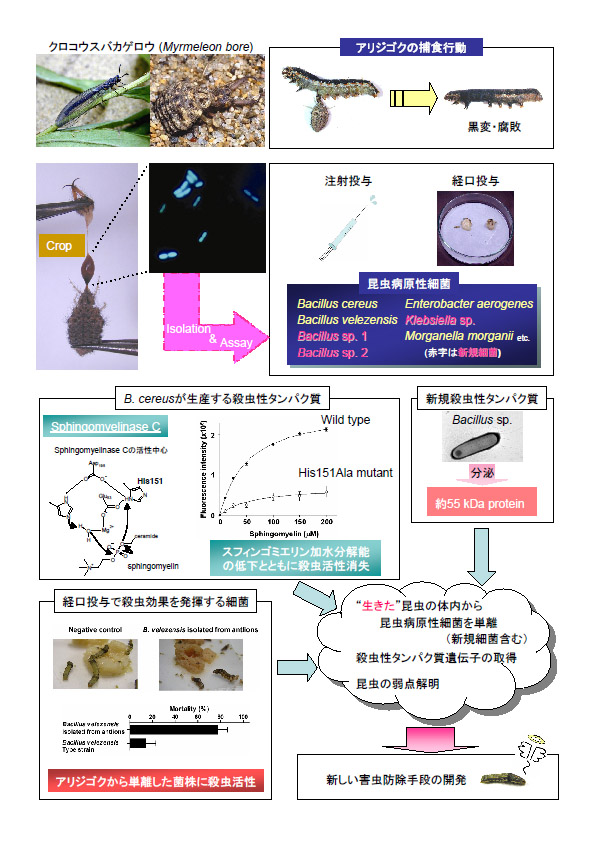 肉食性昆虫の共生微生物が生産する殺虫性タンパク質に関する基礎研究