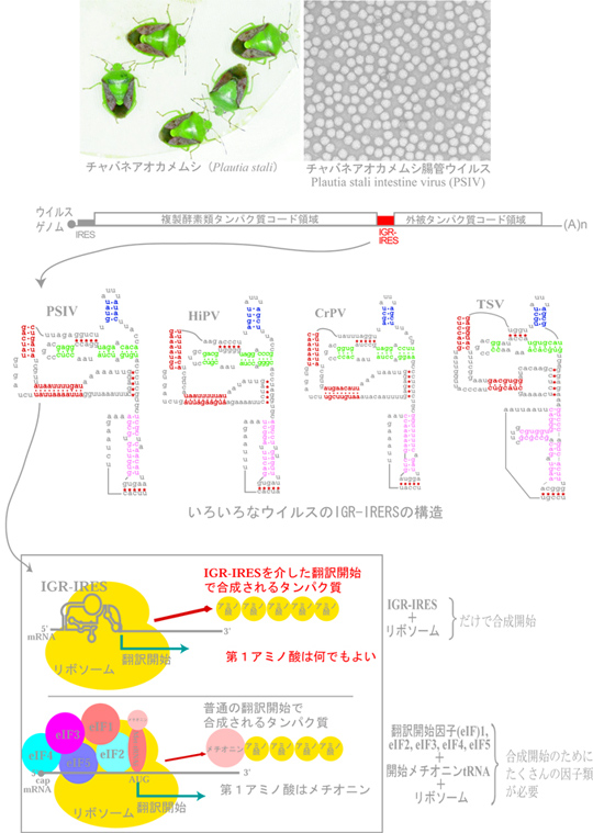 非メチオニン型翻訳開始機構の解析とその利用法の開発