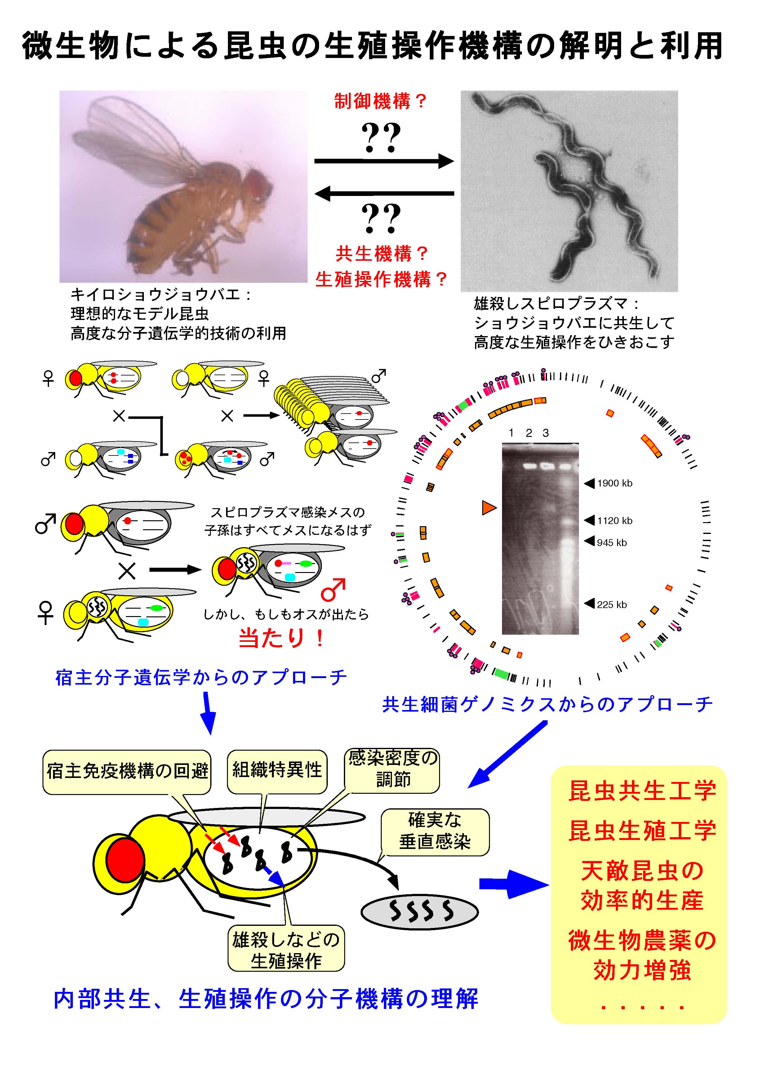 微生物による昆虫の生殖操作機構の解明と利用