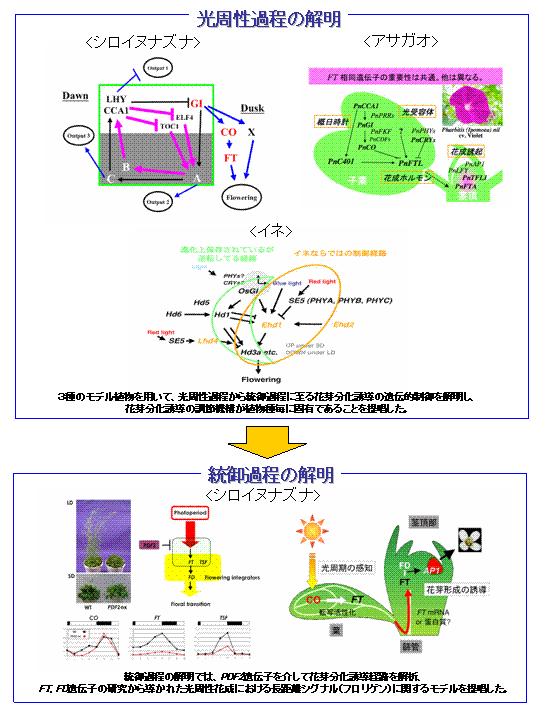 花芽分化誘導における光周性過程から統御過程への新規な遺伝子ネットワークの解明