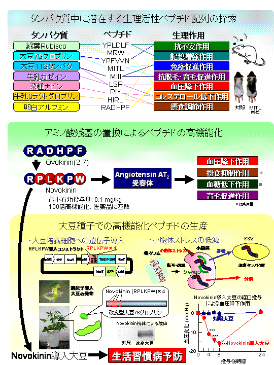 ゲノム情報の活用による生活習慣病予防機能を強化した食品素材の創出