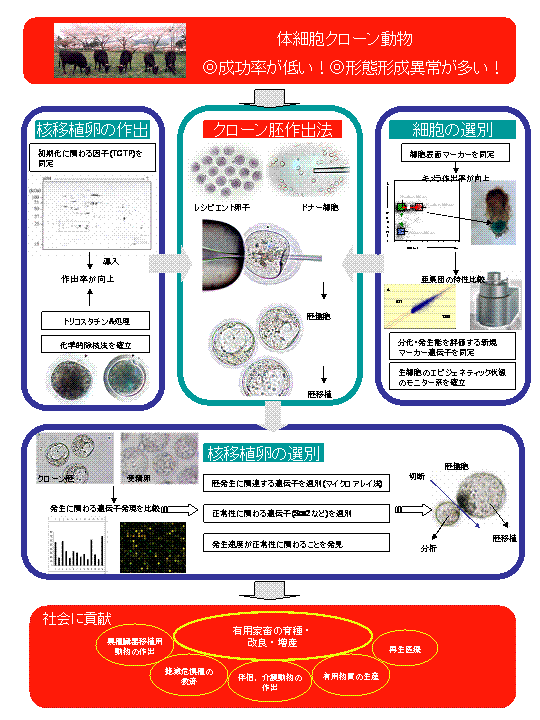 受精卵と核移植卵の相同性;クローン個体作出への応用