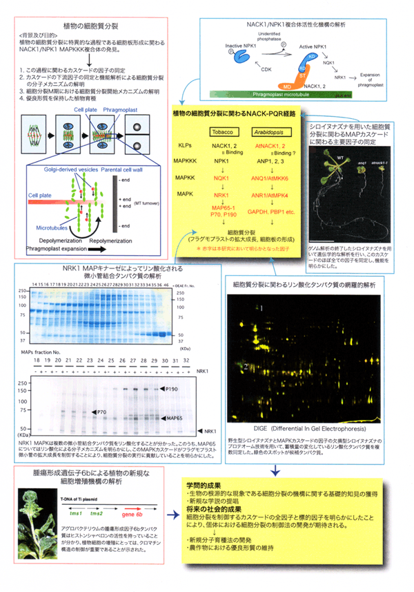 植物細胞の増殖と分化を制御する分子的ネットワーク