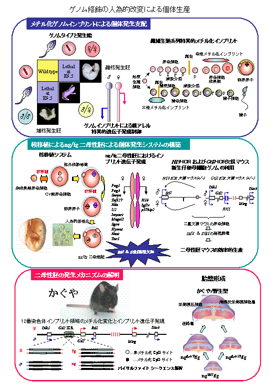 生殖細胞のインプリント機構の解明と単為発生動物の開発