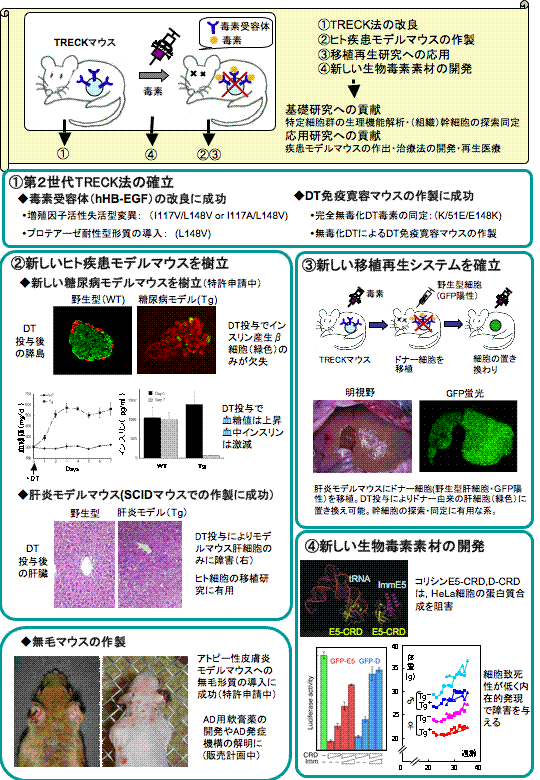 生物毒素素材を利用した疾患モデル動物作製とその応用に関する先導的研究