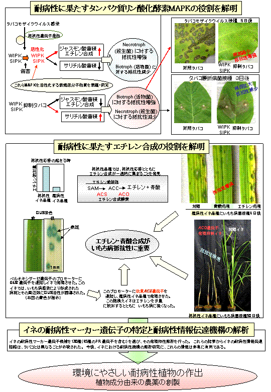 耐病性植物育種の分子基盤研究