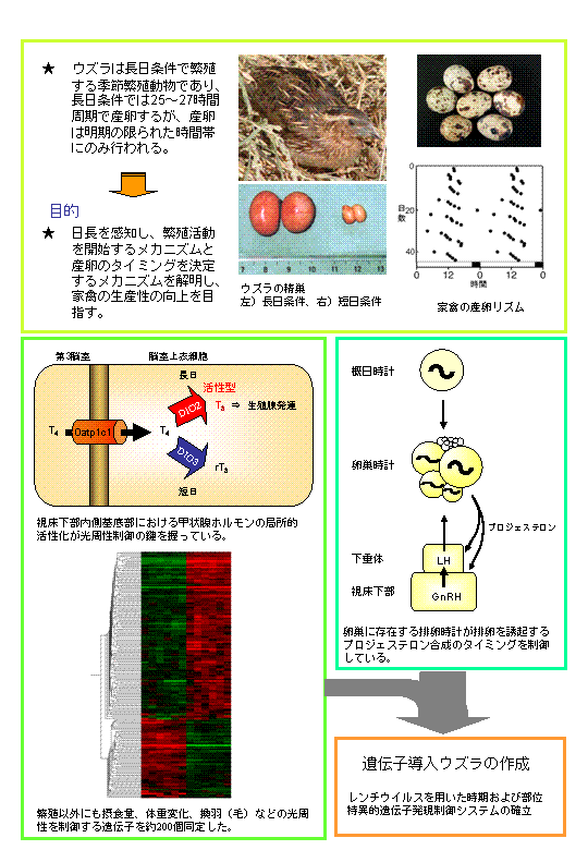 家禽の光周性と排卵・放卵周期の分子機構の解明