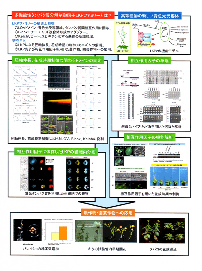 タンパク質分解制御因子による細胞伸長制御及び開花時期決定の分子制御メカニズムの解明とその応用