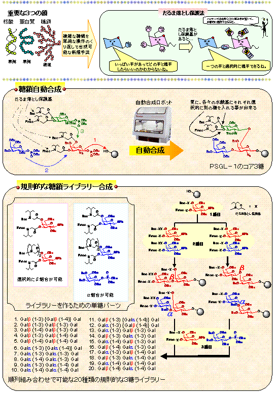 生物機能の解明と活用のための糖鎖自動合成技術及び規則的な糖鎖ライブラリー合成技術の確立