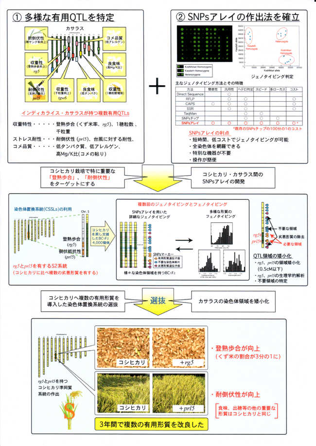 染色体断片群の導入によるコシヒカリの複数有用形質の同時改良