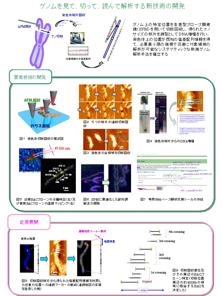 SPMダイレクトゲノム解析法の開発