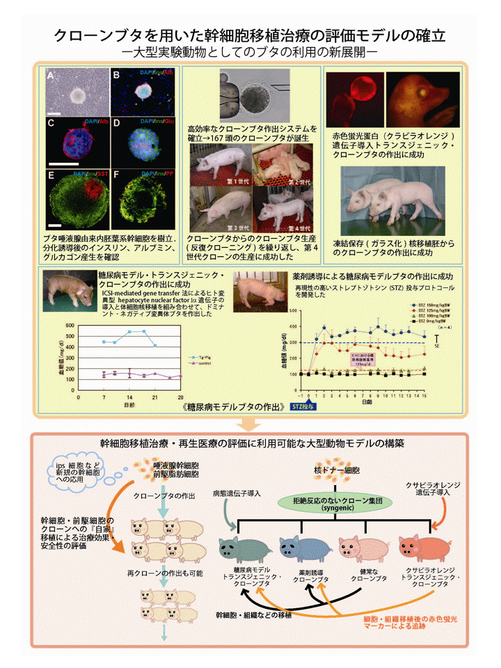 クローンブタを用いた幹細胞移植治療の評価モデルの確立