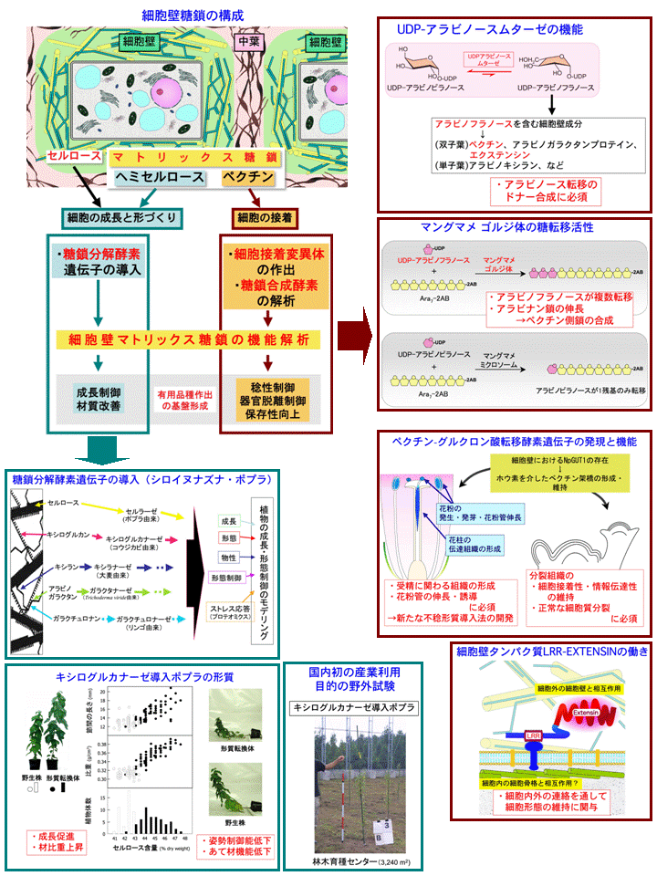 植物細胞壁糖鎖の機能解明とその制御