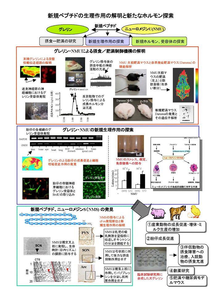 新規摂食調節物質グレリンとニューロメジンUの基礎的、応用的研究