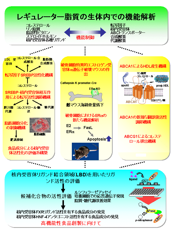 レギュレーター脂質の機能解析と高機能性食品創製への基盤研究