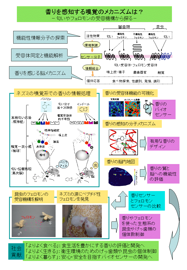 香りセンサーとしての嗅覚受容体の分子認識機構の解明