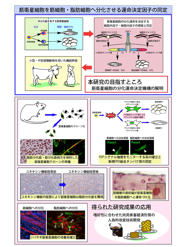 筋衛星細胞を筋細胞・脂肪細胞へ分化させる運命決定因子の同定