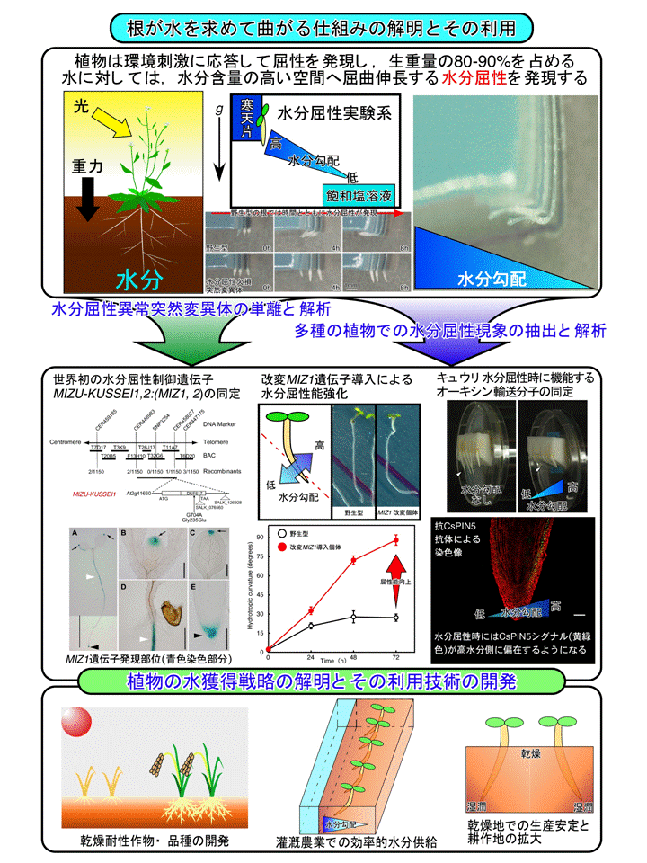 植物の生長を統御する根の水分屈性と水獲得戦略の解明