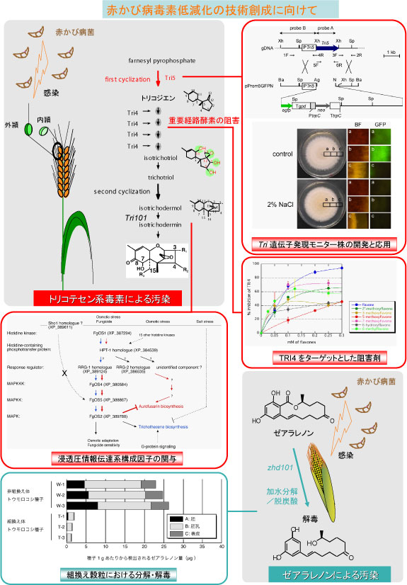 天然環境毒素による重要穀類の汚染低減化にむけた技術創成