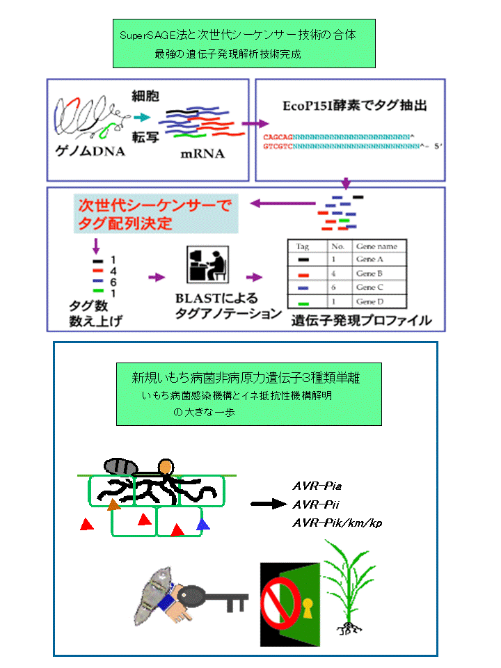 SuperSAGE法を利用したイネ-いもち病菌相互作用の解析