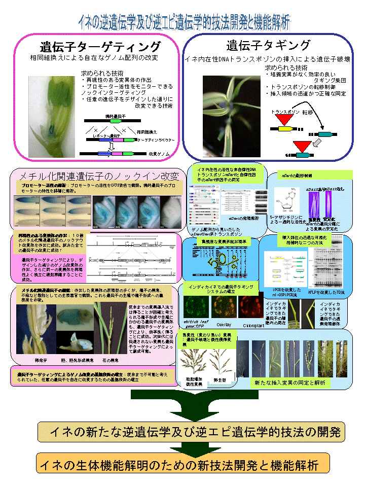 イネの逆遺伝学及び逆エピ遺伝学的技法開発と機能解析