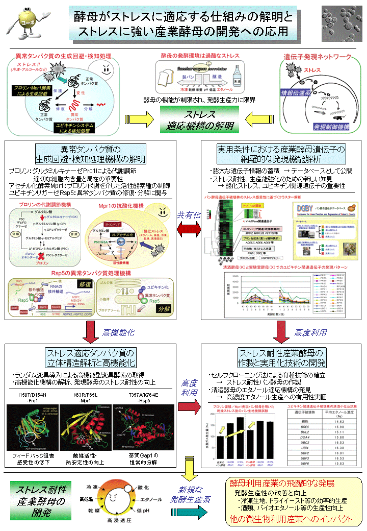 酵母の発酵環境ストレス適応機構の解明と新規な発酵生産系開発への基盤研究