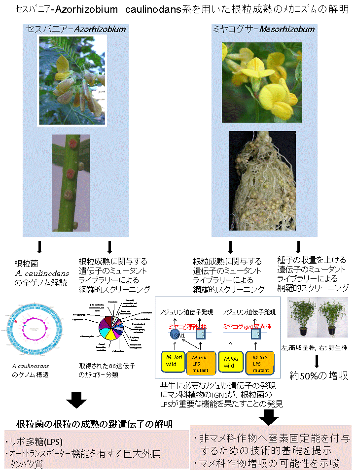 セスバニア-Azorhizobium caulinodans系を用いた根粒成熟の分子メカニズムの解明