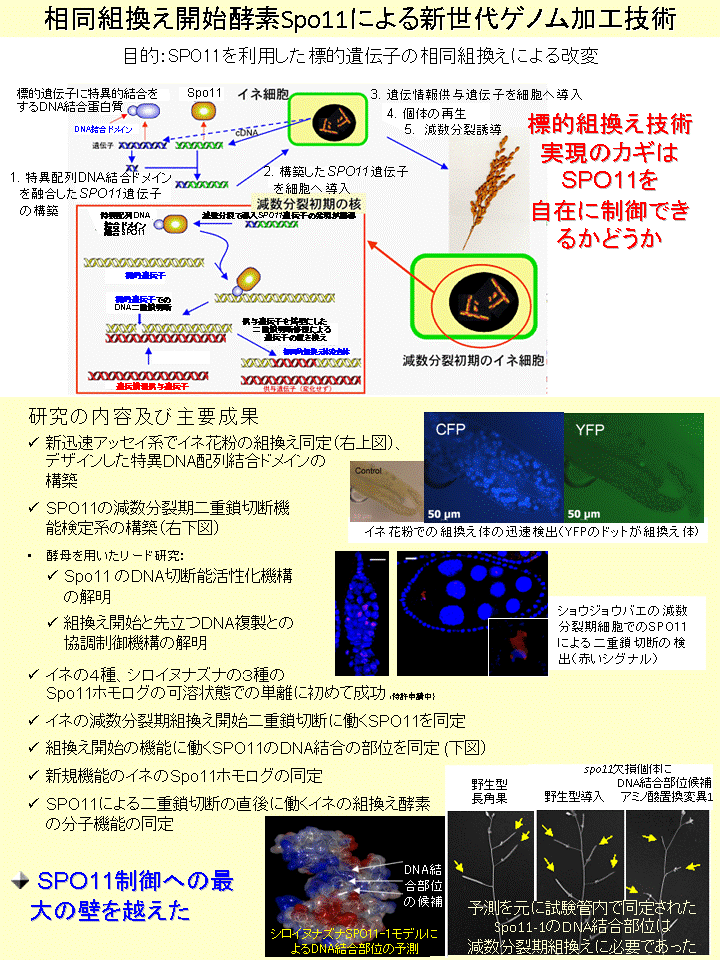 相同組換え開始酵素Spo11による新世代ゲノム加工技術