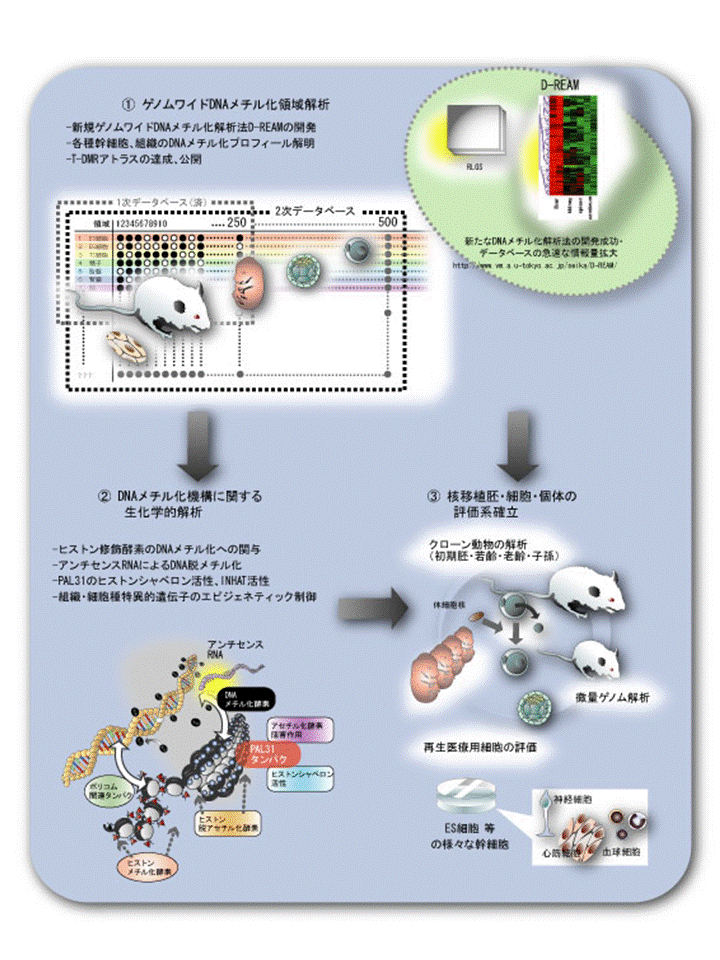 動物ゲノム情報の多面展開を目指したDNAメチル化プロフィール解析